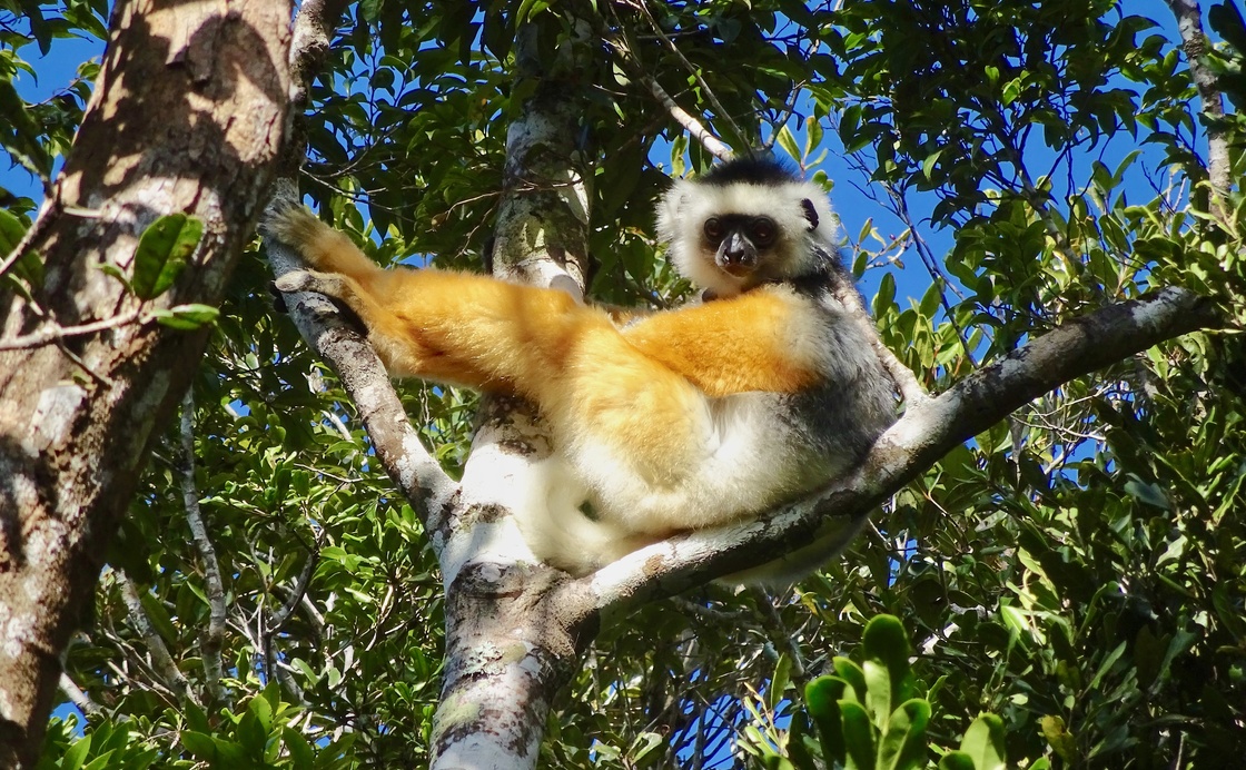 Marketing Strategy and Action Plan for promoting Madagascar in South Africa